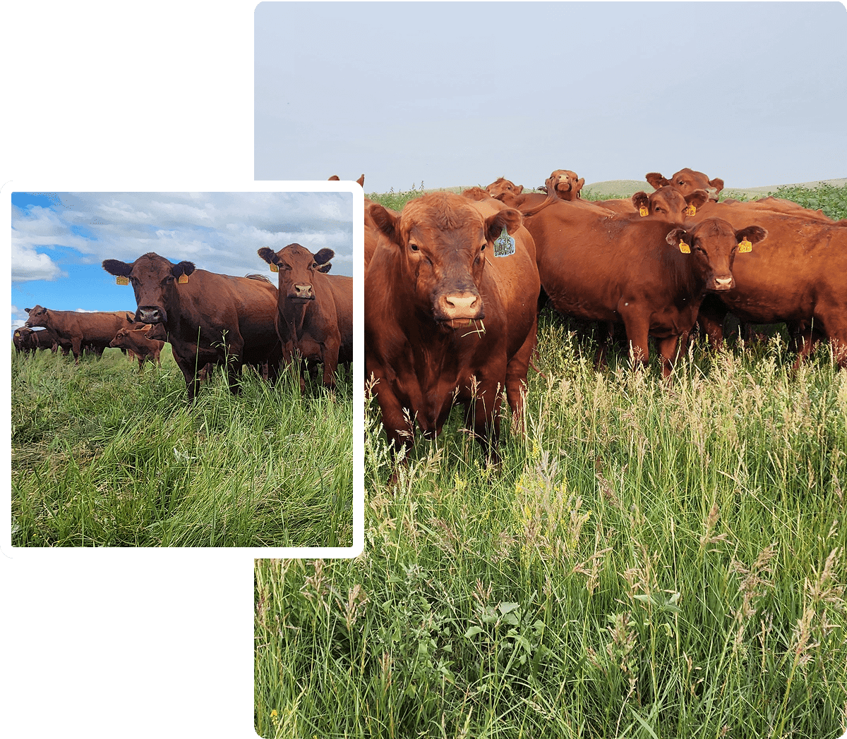 Brown cows standing in a meadow
