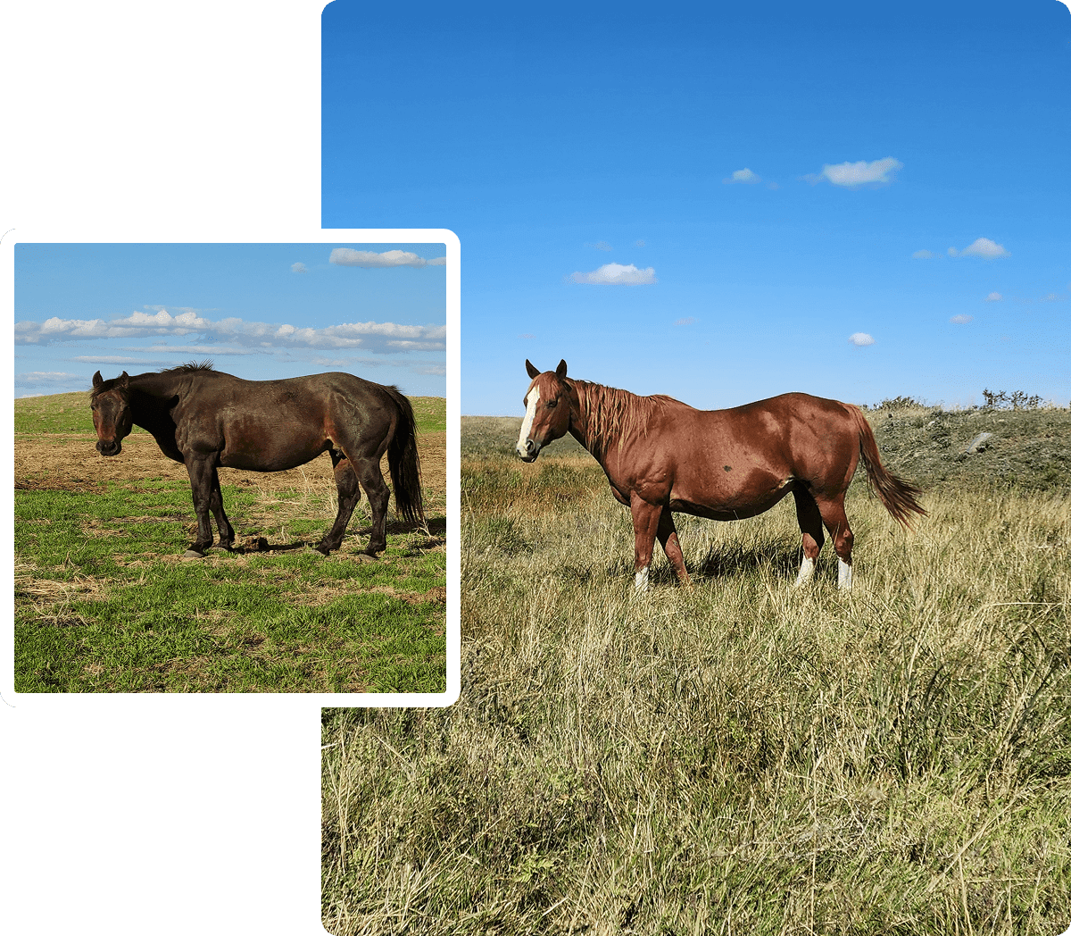 Brown and black horses under blue sky