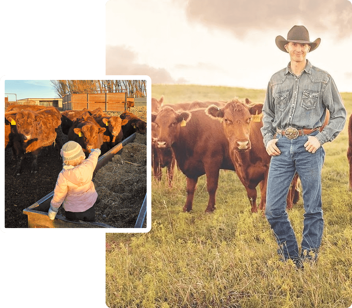 Ranch life with cattle and cowboy