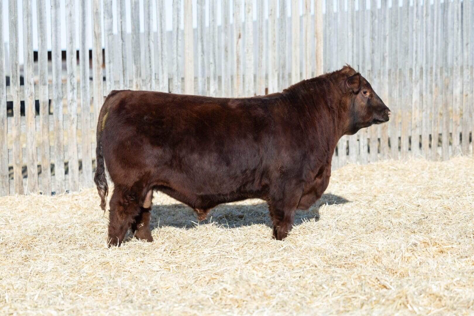 A dark brown bull standing on straw bedding near a wooden fence.