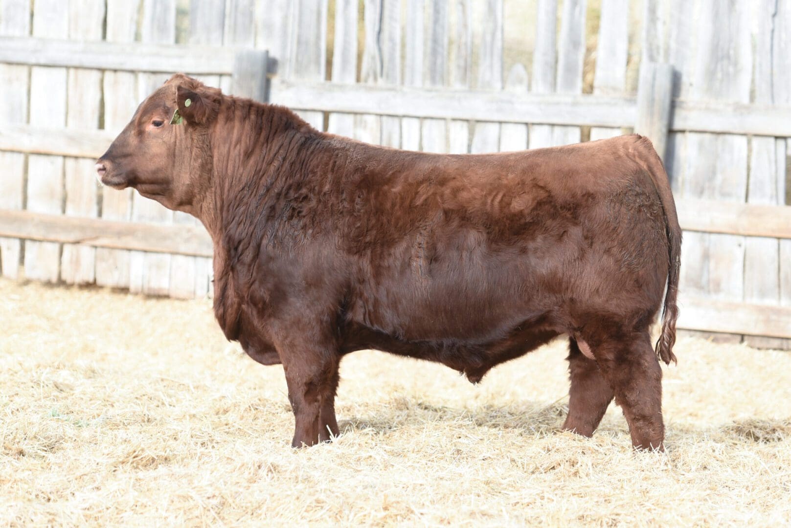 A brown bull standing on straw bedding inside a fenced area.