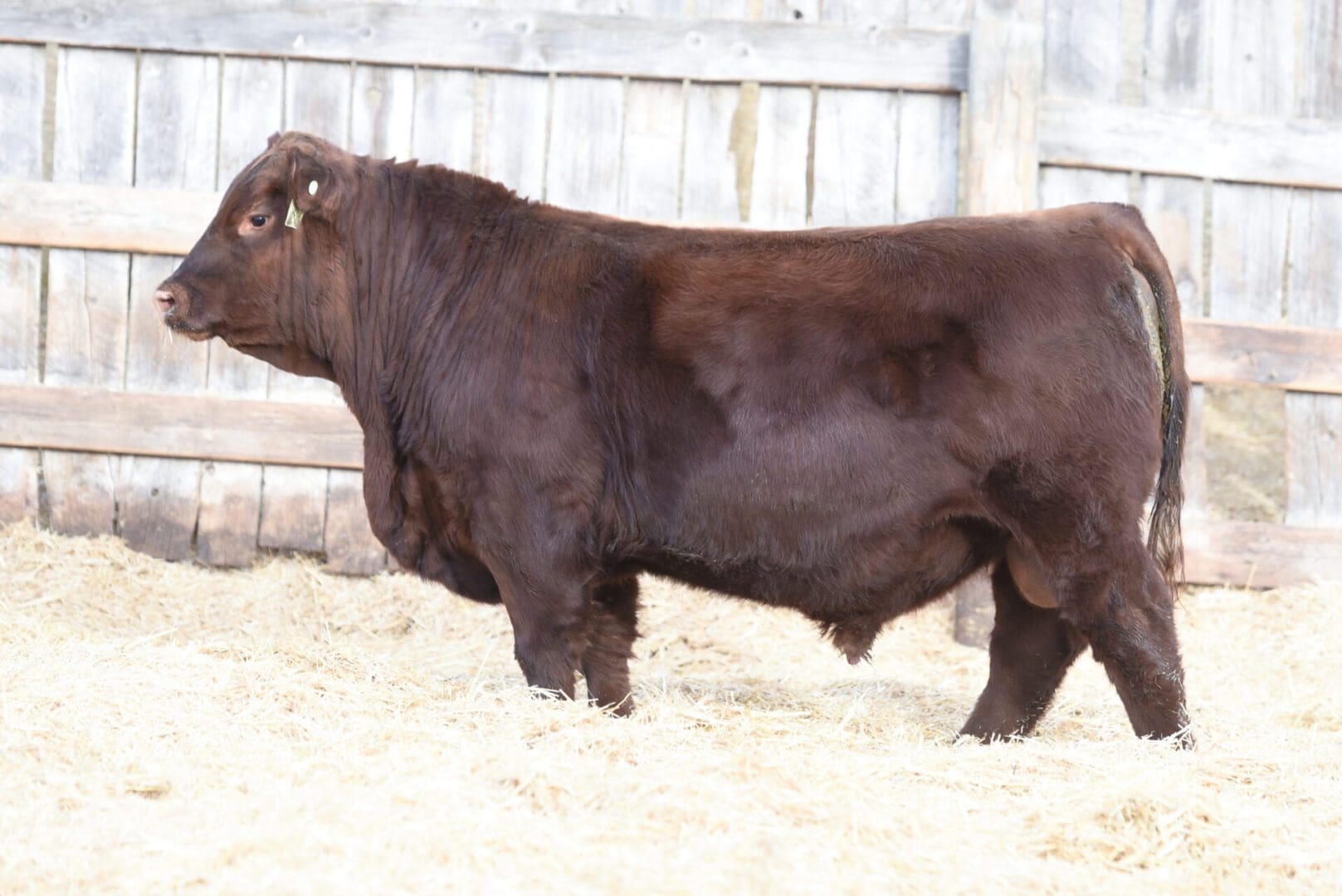 A brown cow standing beside a wooden fence on dry ground.
