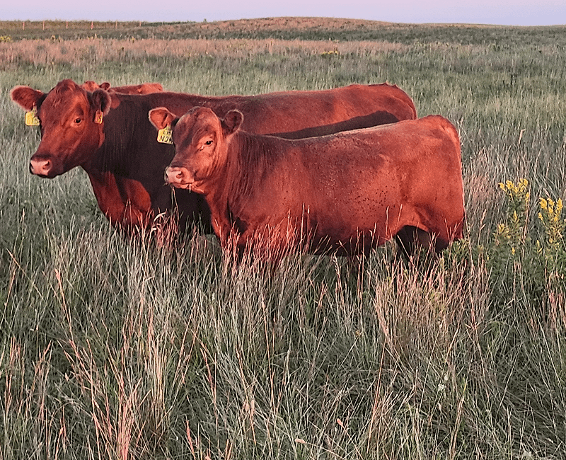 Two brown cows standing in a grassy field.