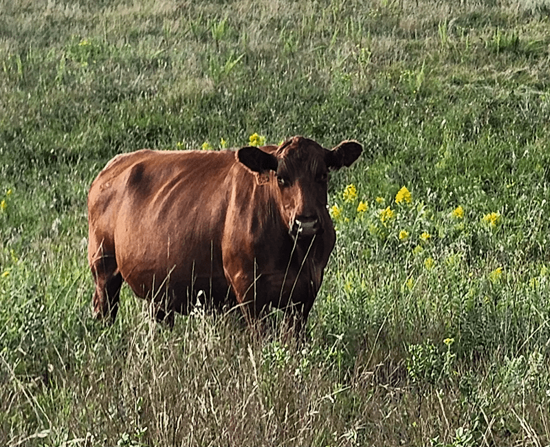 A brown cow standing in a grassy field with yellow flowers.