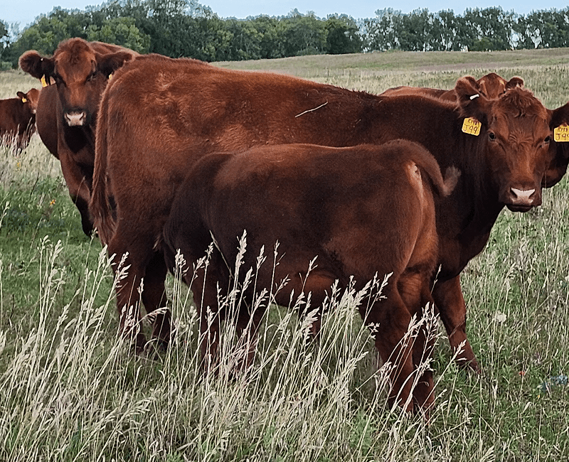 Two brown cows grazing in a grassy field.