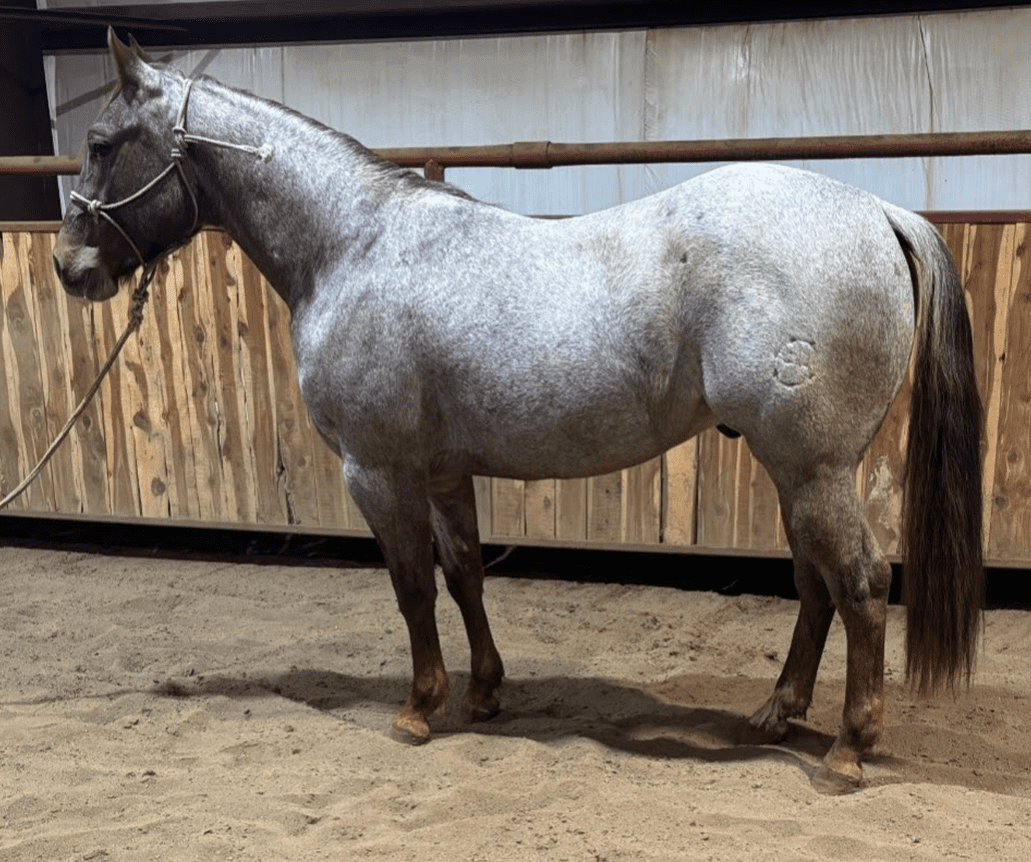 A gray horse standing indoors on sandy ground.