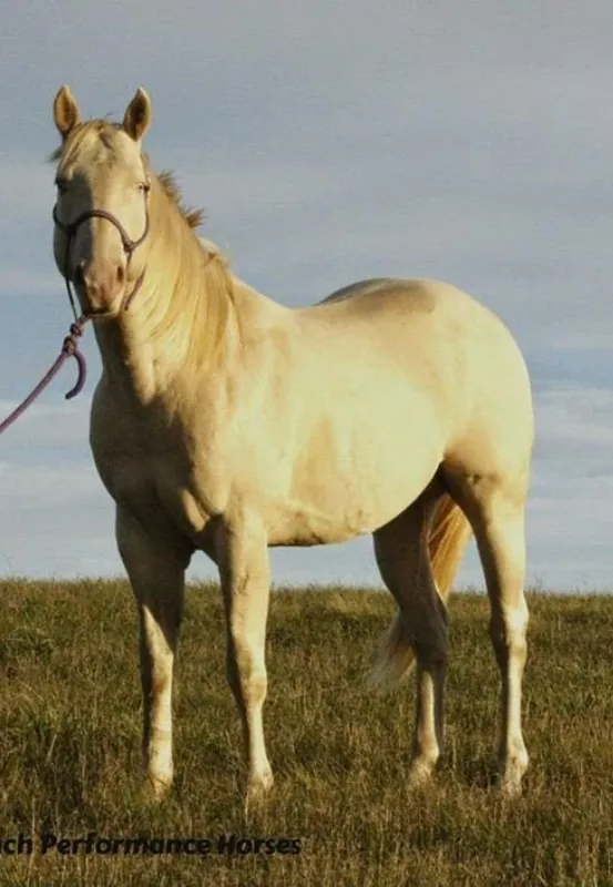 A light-colored horse standing on grass under a cloudy sky.