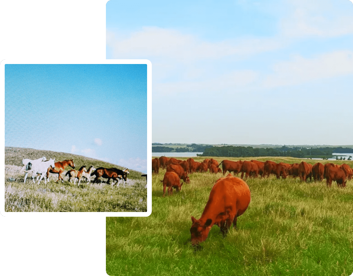 Herd of brown cattle grazing on a lush green pasture under a blue sky.