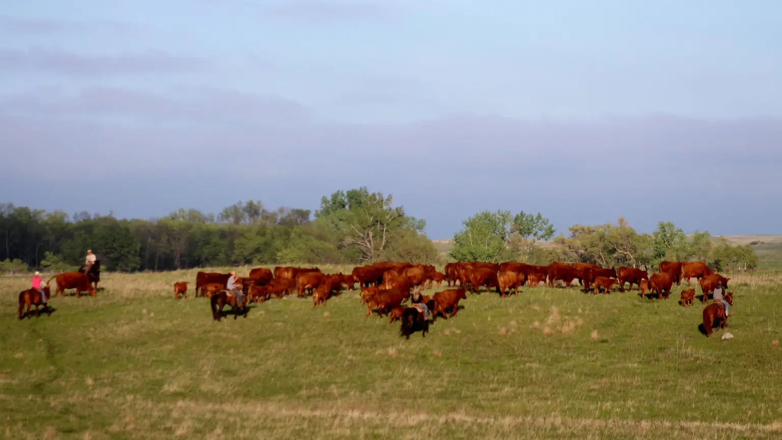A herd of brown cattle grazing on a grassy field under a cloudy sky.