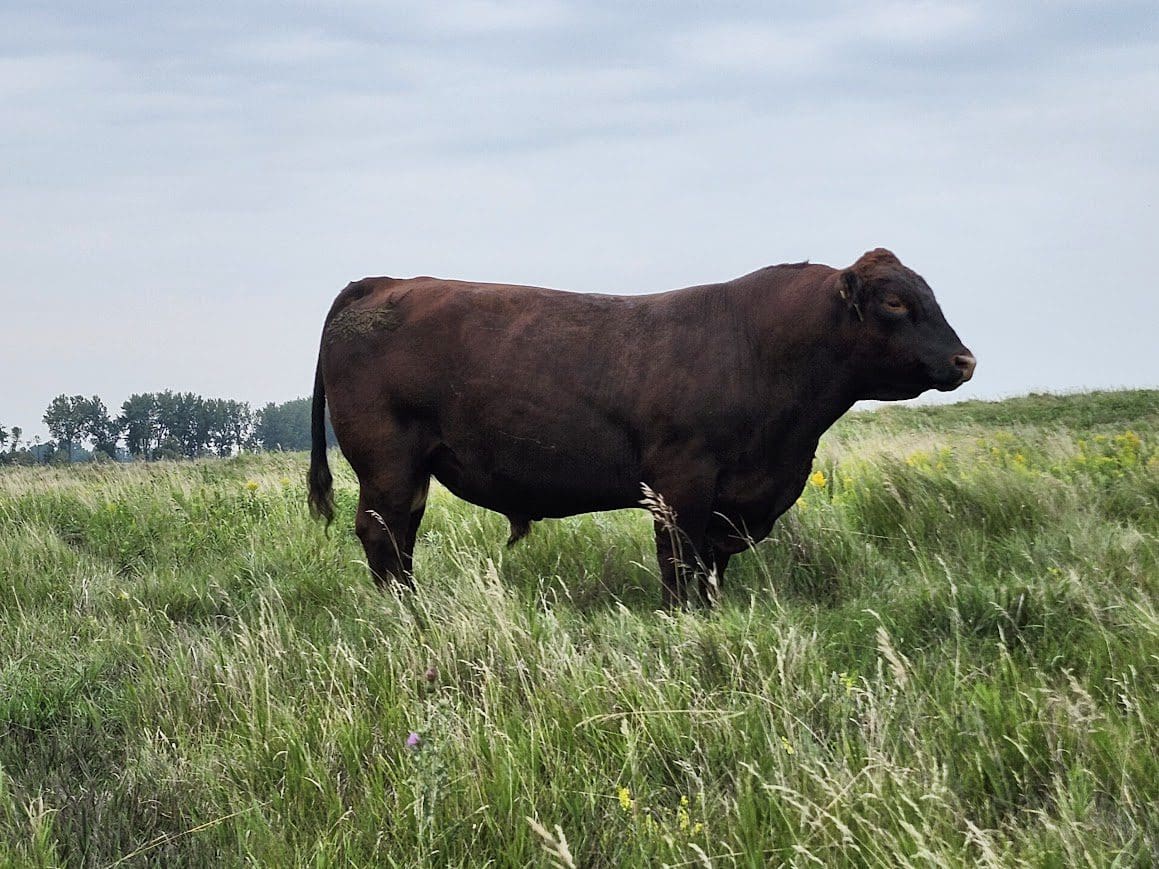 A brown bull standing in a grassy field.