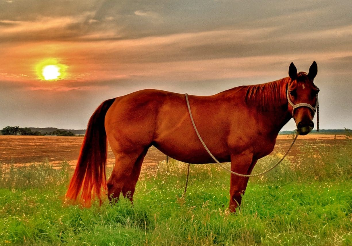 A brown horse stands on green grass during a vibrant sunset.