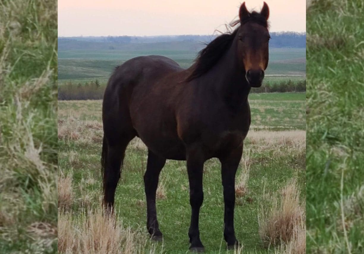 A dark brown horse standing in a grassy field with a scenic background.