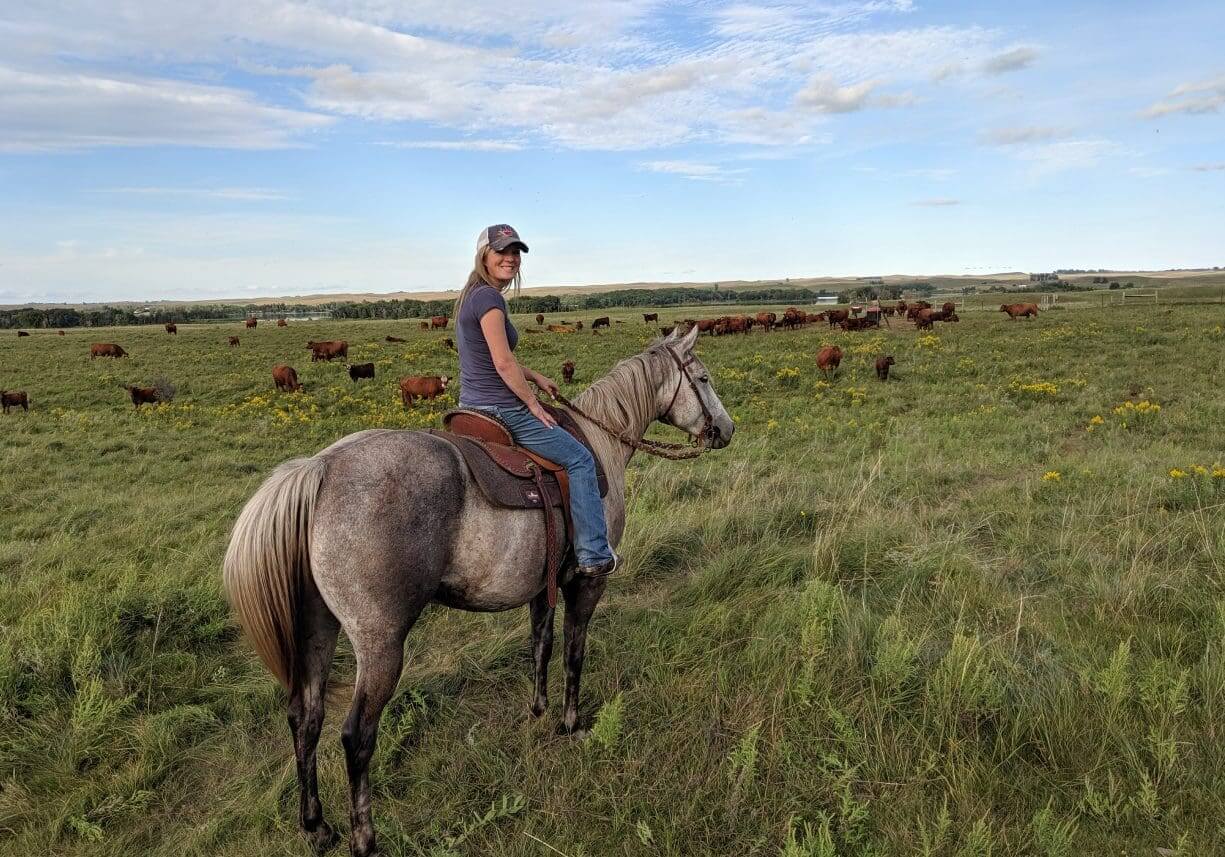 Person riding a horse in a grassy field with cattle.