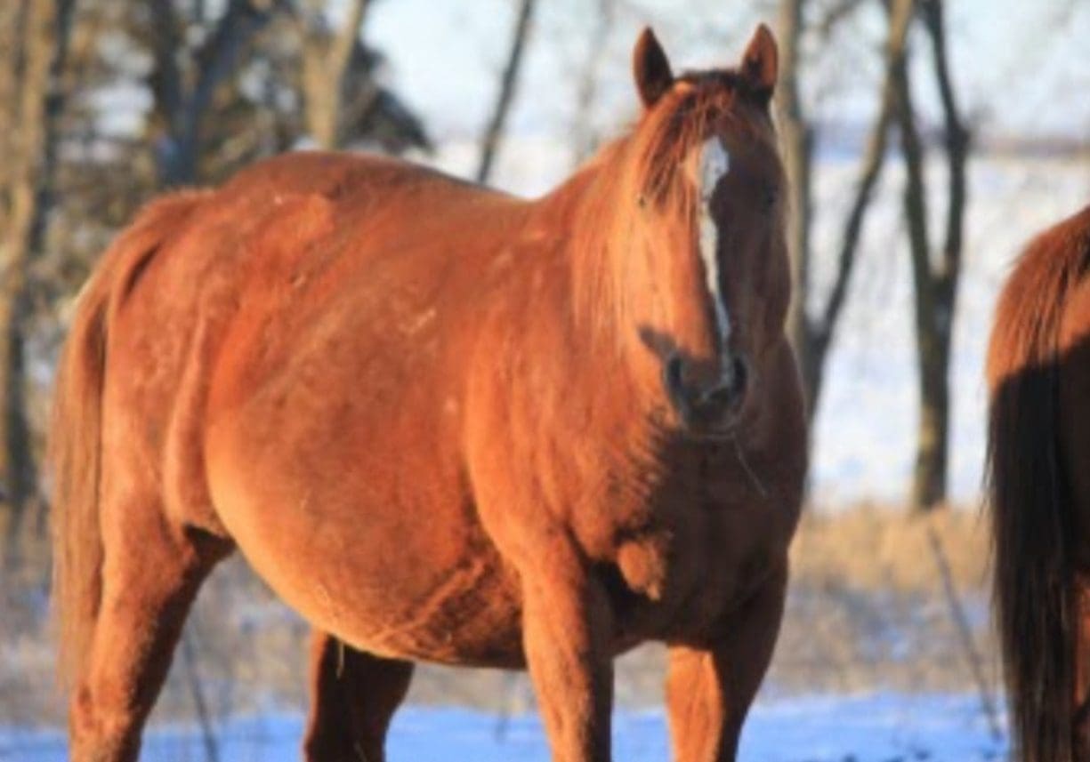 A brown horse with a white blaze standing outdoors in winter.
