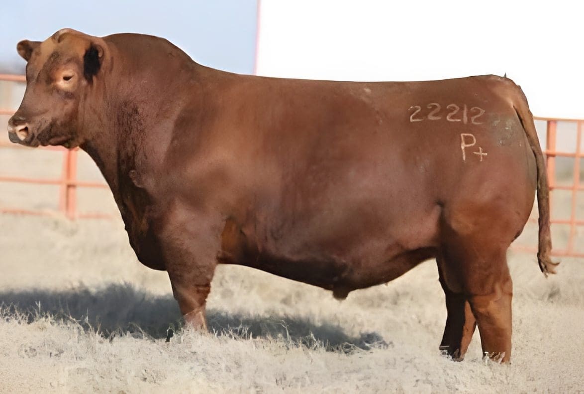 A reddish-brown cow standing on dry grassland with an ear tag and body markings.