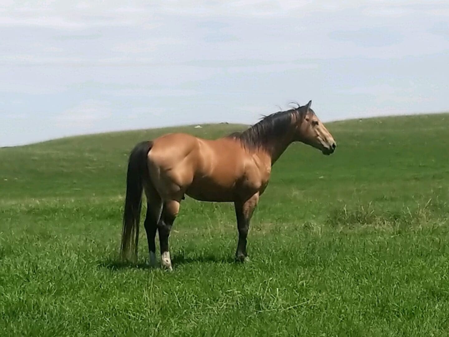 Bay horse standing in rolling green pasture