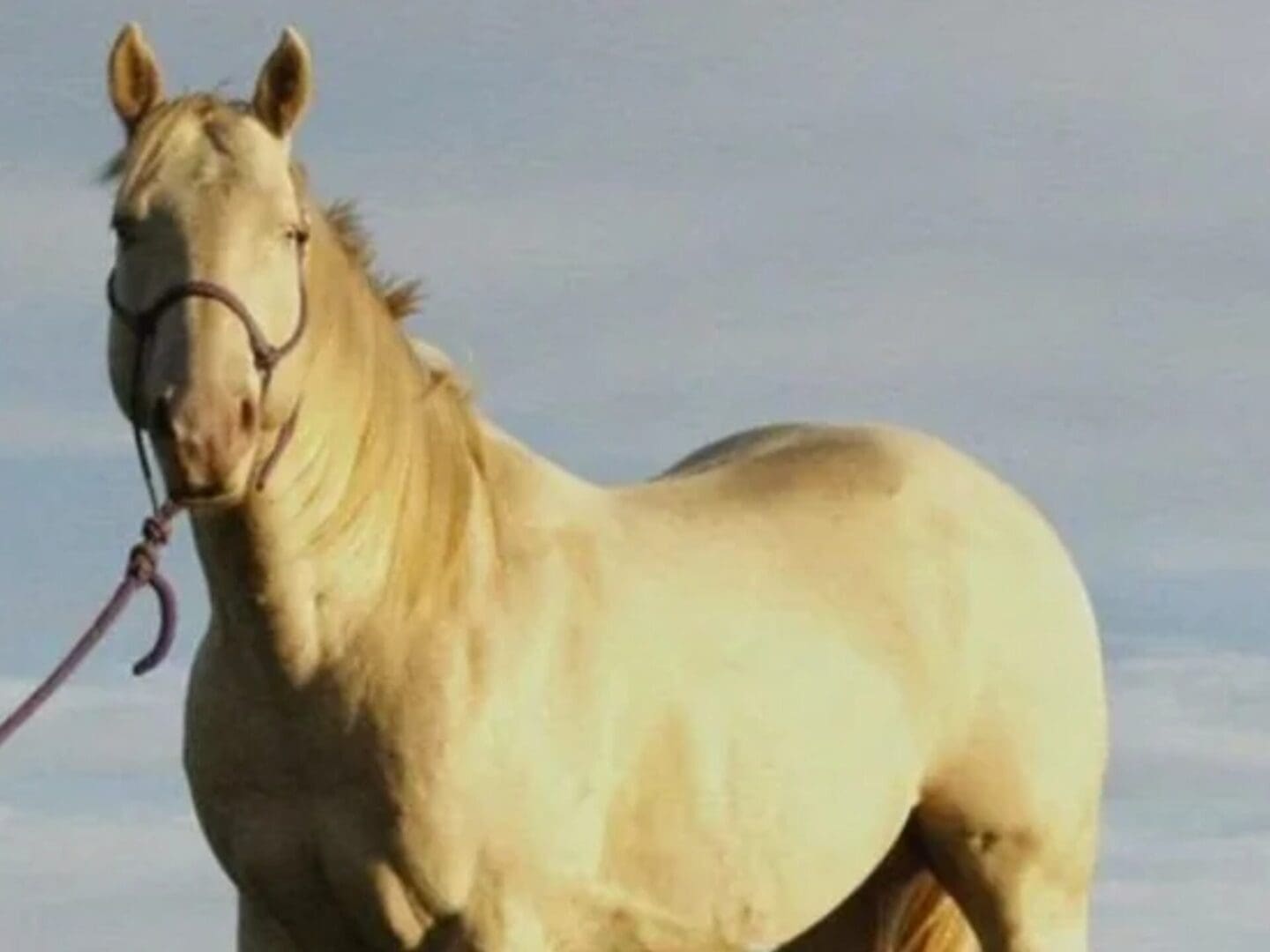 Palomino horse with lead rope and halter