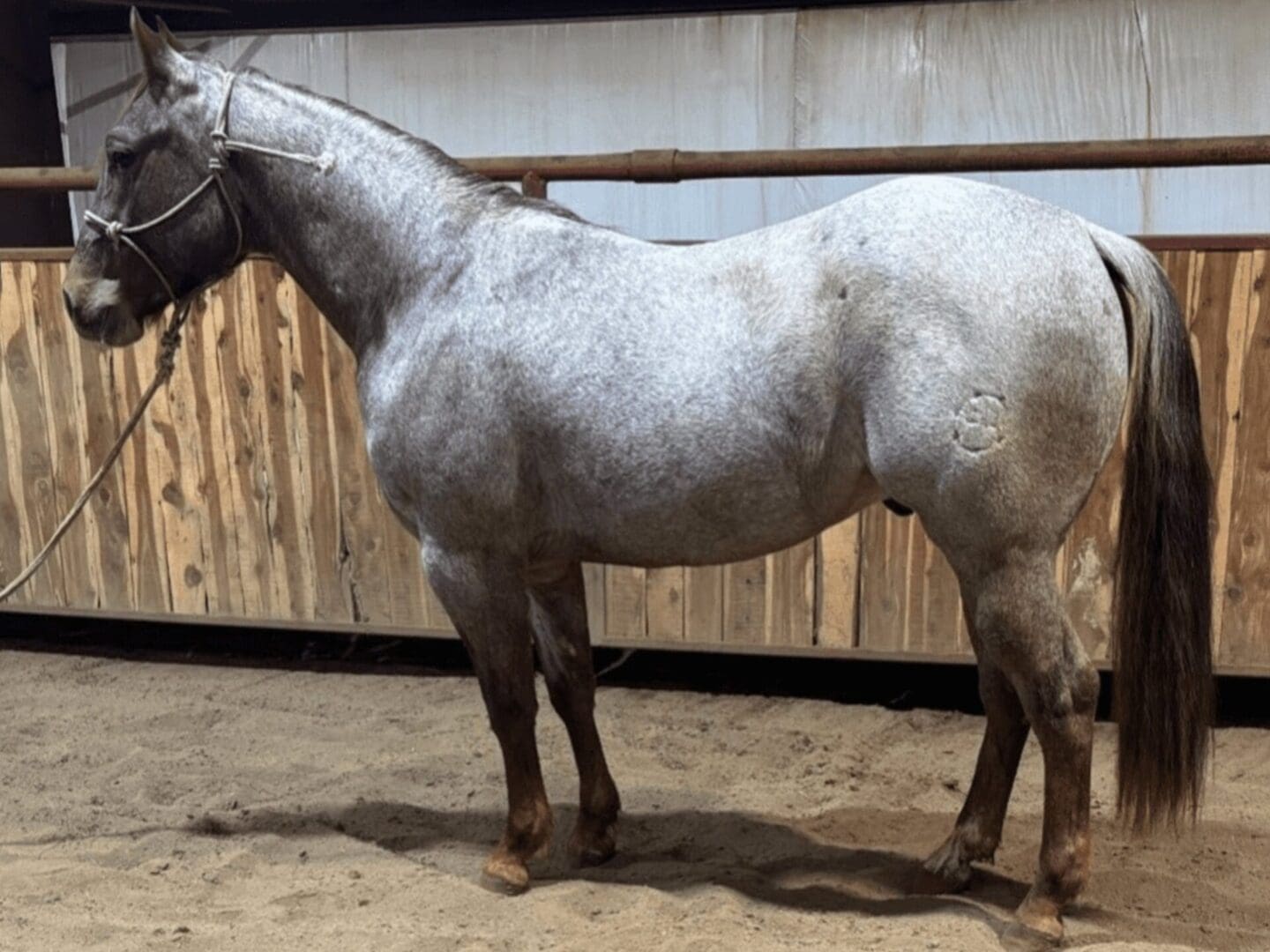 Dapple gray horse standing in wooden stable