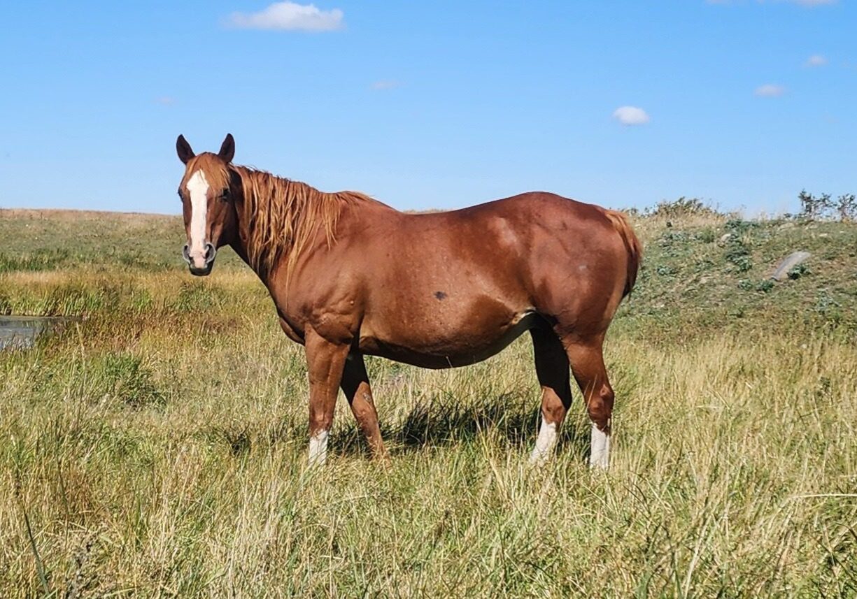 A brown horse standing in a grassy field under a clear sky.